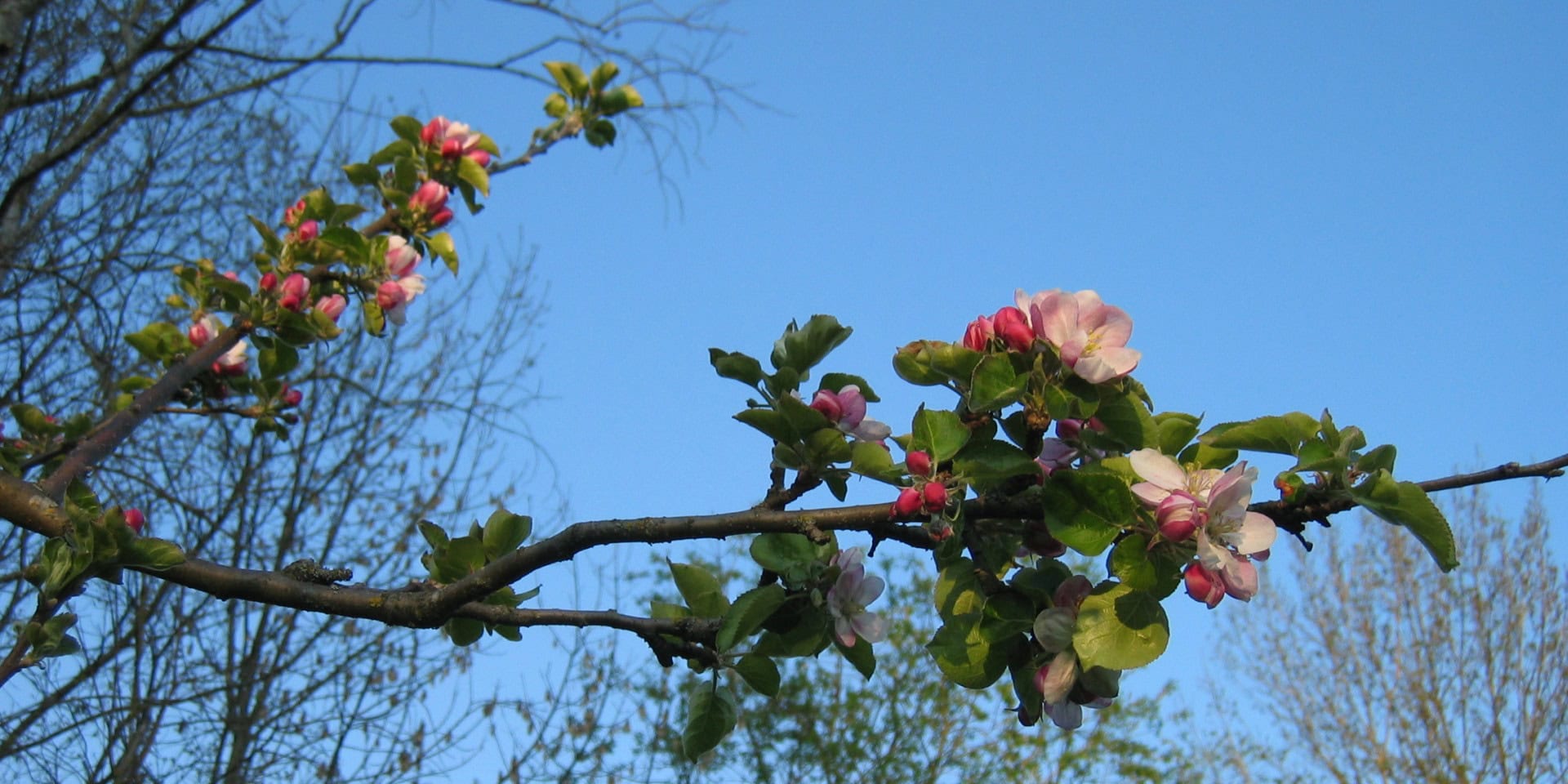Blühende Apfelbaumzweige im Frühling, symbolisch für Ruhe und Meditation, passend zur Schweigemeditation.