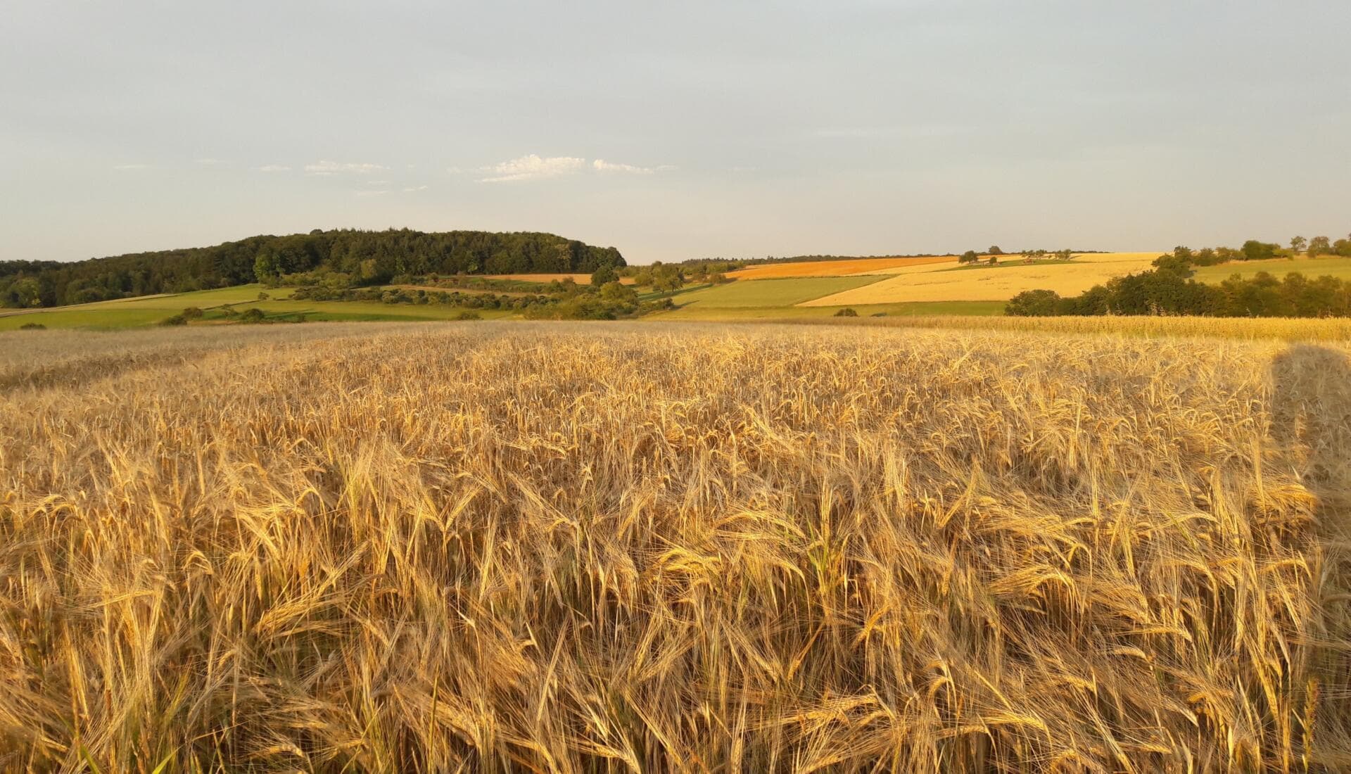 Ruhevolle Landschaft mit goldenem Getreidefeld, ideal für Schweigemeditation und Achtsamkeitspraxis im Freien.