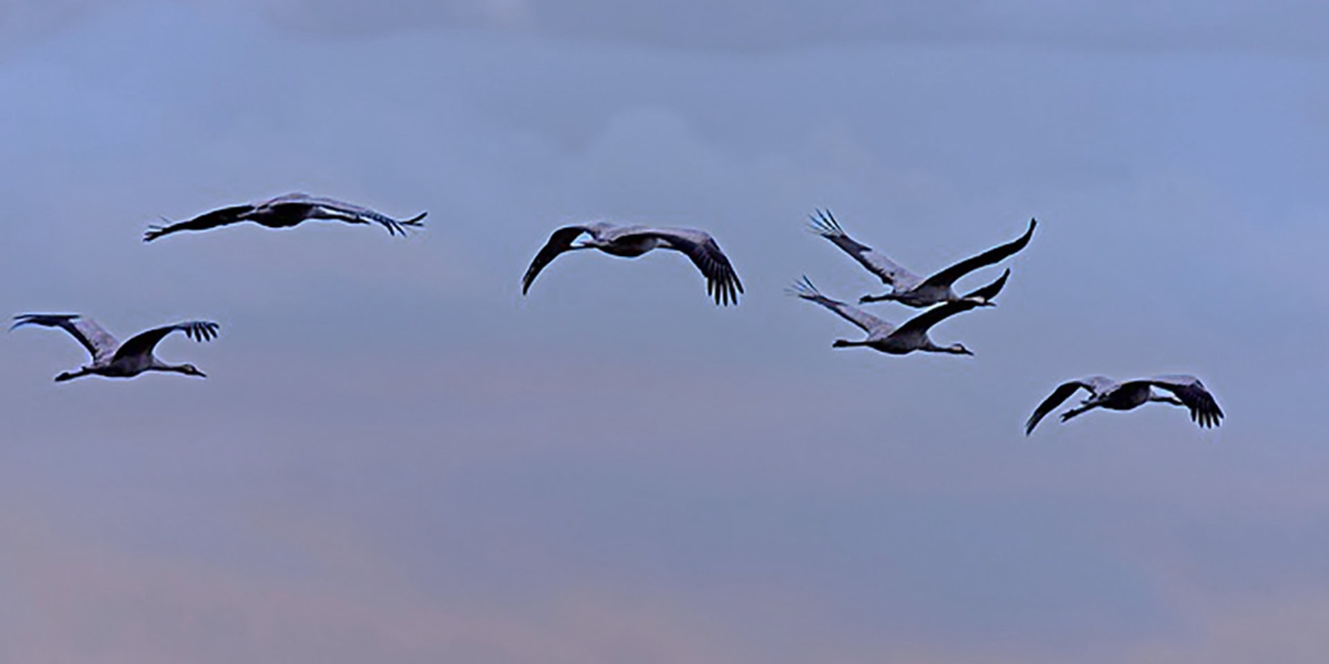 Fünf Gänse fliegen in ruhigem Himmel, symbolisieren Ruhe und Meditation.