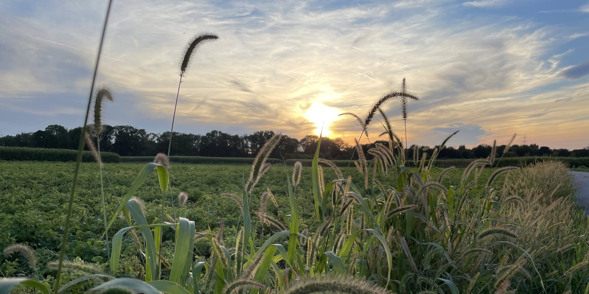 Naturaufnahme mit Gräsern und Sonnenuntergang, ideal für Schweigemeditation im Freien.