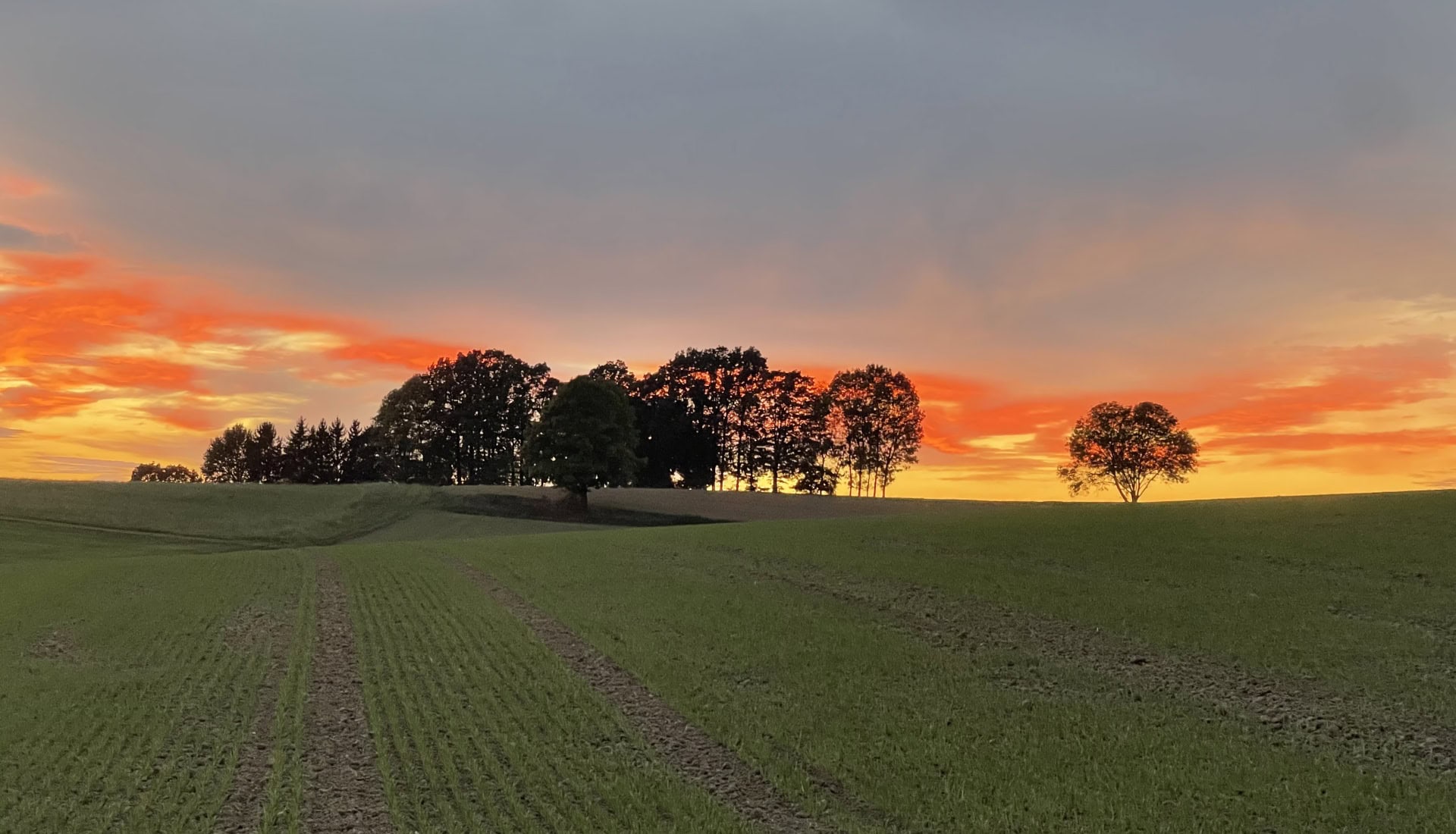Landschaft mit Bäumen bei Sonnenuntergang, ruhige Natur, ideal für Schweigemeditation und Entspannung.